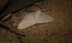 Scopula hypochra