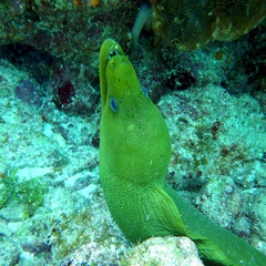Gymnothorax funebris