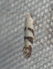 Argyresthia austerella