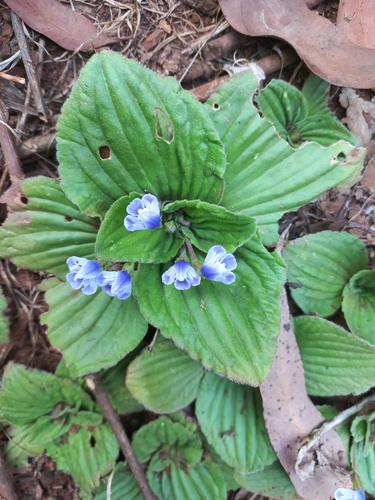 Linderniaceae image