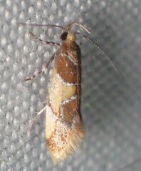 Epicallima argenticinctella