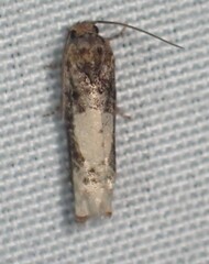 Epiblema dorsisuffusana