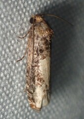 Epiblema dorsisuffusana