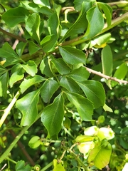 Serjania polyphylla