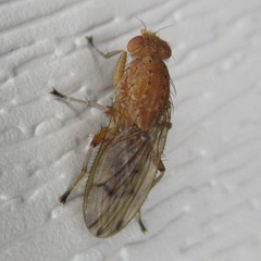 Suillia quinquepunctata