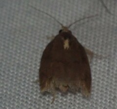 Argyrotaenia juglandana