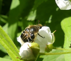 Trichiotinus assimilis
