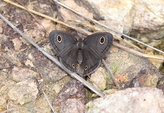 Ypthima norma