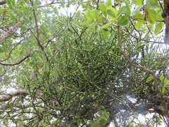 Viscum combreticola