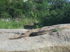 Oreotragus oreotragus transvaalensis