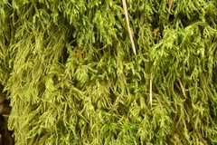 Thamnobryum alopecurum