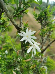 Jasminum multipartitum