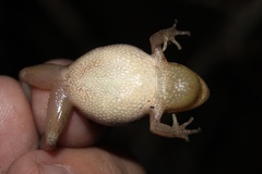Pseudacris nigrita