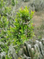 Jasminum multipartitum