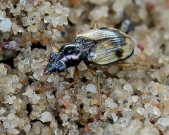 Bembidion pallidipenne