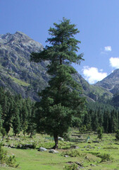 Pinus wallichiana