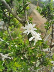 Jasminum multipartitum