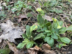 Primula elatior