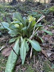 Primula elatior