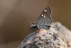 Caprona alida