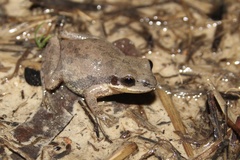 Pseudacris nigrita