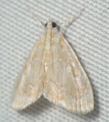 Glaphyria glaphyralis