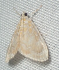 Glaphyria glaphyralis