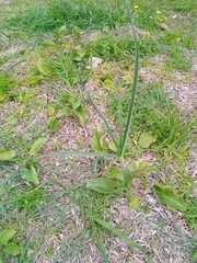 Angiospermae