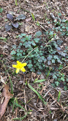 Ranunculus fascicularis