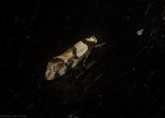 Coesyra hemiphragma