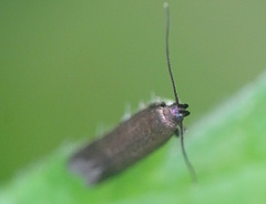 Monochroa tenebrella