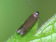 Monochroa tenebrella