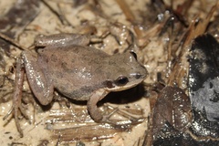 Pseudacris nigrita