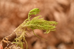 Thamnobryum alopecurum