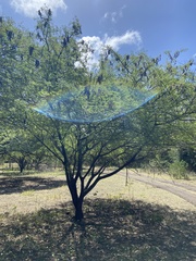 Leucaena leucocephala