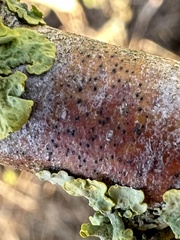 Naetrocymbe punctiformis