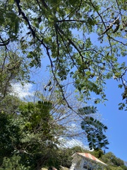 Leucaena leucocephala