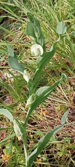 Lathyrus ochrus