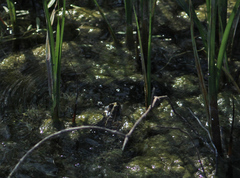 Pelophylax bedriagae