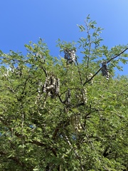 Leucaena leucocephala