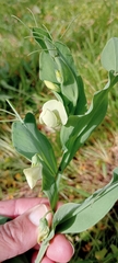 Lathyrus ochrus