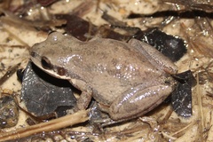 Pseudacris nigrita