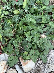 Erodium texanum