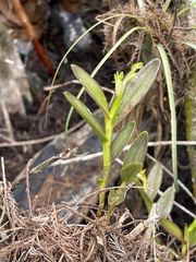 Epidendrum rigidum