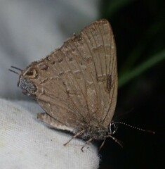 Satyrium