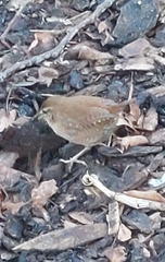 Troglodytes troglodytes