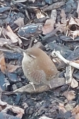 Troglodytes troglodytes