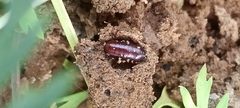 Coleoptera