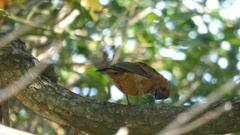 Cyanoloxia brissonii