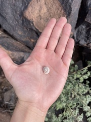 Sonorella allynsmithi